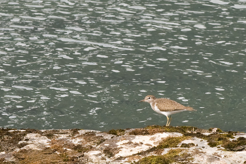8 Elvedalen 4.jpg - Vaikuttaa koskikaralta... tai aralta...